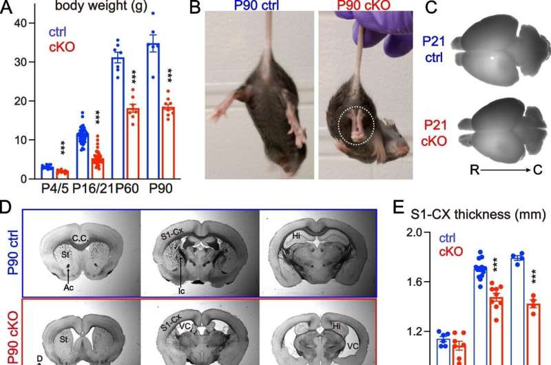 Deleting NMNAT2 in cortical glutamatergic neurons results in age-dependent axonal degeneration. A Body weight of cKO and their littermate control (ctrl) mice at P4/5, P16/21, P60, and P90. Mice numbers: P4/5, 13 ctrl and 9 cKO; P16/P21 43 ctrl and 46 cKO; P60, 7 ctrl and 8 cKO; P90, 6 ctrl and 10 cKO. B Movie screenshots showing that a P90 cKO mouse exhibits hindlimb clasping behaviors (dashed white oval), a classic motor deficit observed in many neurodegenerative models (see Sup. Movies), but not in a ctrl mouse. C, D Bright field images showing whole brains and coronal plane brain sections (rostral to caudal from left to right) from ctrl and cKO mice. In addition to the smaller brain sizes, cKO brains have enlarged ventricles and reduced cortical regions and hippocampal areas. E Quantification of the primary somatosensory (S1) cortex thickness in ctrl and cKO mice at different ages. Mice numbers: P4/5, 6 ctrl and 7 cKO; P16/P21, 14 ctrl and 9 cKO; P90, 4 ctrl and 4 cKO. F Confocal images of immunohistochemical staining of NFM (medium-size neurofilament) showing axonal tracts through the corpus callosum (CC) in ctrl and cKO brains at P4, P21, and P90. Yellow brackets mark the thickness of the CC. G Quantification of the CC thickness, normalized to its value in ctrl mice. Mice numbers: P4/5, 5 ctrl and 5 cKO; P16/P21, 9 ctrl and 7 cKO; P90, 3 ctrl and 3 cKO. Abbreviations: Ac, anterior commissure; Ic, internal capsule; CC, corpus callosum; Cx, cortex; Hi, hippocampus; St, striatum; VC, ventricle. Unpaired t-test and Mann–Whitney test were applied for the statistic result, ***p 