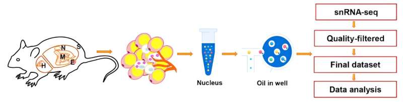 Workflow to perform snRNA-seq of different WAT depots. The nuclei were derived from subcutaneous (S), epididymal (E), mesenteric (M), peri-nephritic (N), and peri-heart (H) adipose depots, which were pooled from 40 male C57BL/6J mice. Sequencing data went through the quality control process (described in the section of Materials and methods of the article) before subsequent analysis. Credit: Limin Xie, Wanyu Hu, Haowei Zhang, Yujin Ding, Qin Zeng, Xiyan Liao, Dandan Wang, Wanqin Xie, Hannah Xiaoyan Hui, Tuo Deng