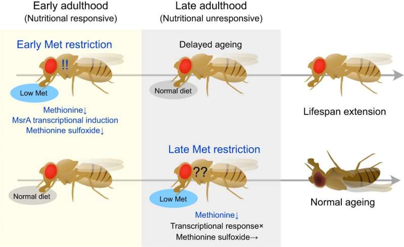 Flies fed restricted diet in early adulthood found to live longer