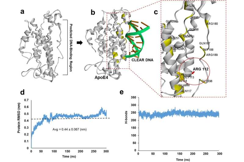 Molecular docking predicts a CLEAR DNA-binding region in ApoE4. a The DNA-binding region of ApoE4, as defined by molecular modeling. b The predicted CLEAR-DNA binding pose is shown for ApoE4. c Amino acid residues in the region of ApoE4 that interacts with CLEAR DNA are highlighted in yellow. d Root Mean Square Deviation (RMSD) of the ApoE4 molecular structure was calculated from 300 ns molecular dynamic simulations, indicating relative conformational stability. e Number of internal hydrogen bonds (H-bonds) in ApoE4 protein calculated from 300 ns molecular-dynamic simulation trajectories. Credit: Communications Biology (2024). DOI: 10.1038/s42003-024-05767-9