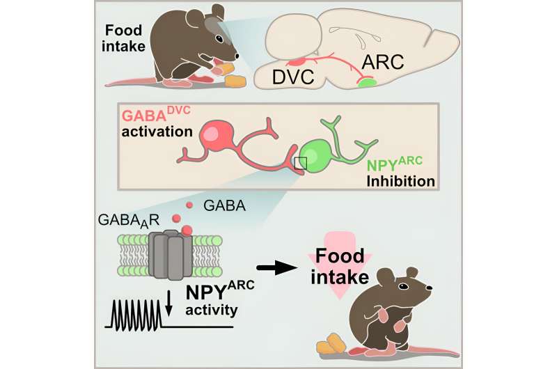 New brain discovery could help in the fight against obesity