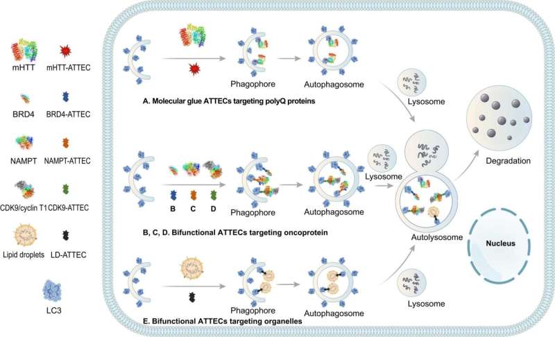 Autophagy-tethering compounds may open new directions in targeted drug discovery