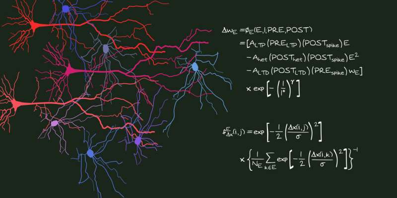 The power of neighbors: Neighboring synapses shape learning and memory