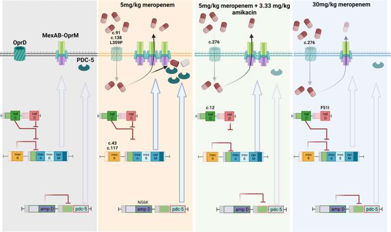 Schematic summary of the molecular mechanisms in Pseudomonas aeruginosa associated with the observed phenotypic changes in the rabbit model. OprD-associated mutations are common in all meropenem-resistant mutants. Administration of the meropenem regimen 5 mg/kg s.c. q8h led to a synergistic upregulation of adaptive resistance due to pdc-5 (N56K mutation of ampD) and mexAB efflux pump (frame shift mutations of cis-acting transcriptional repressor mexR). Co-administration of meropenem (5 mg/kg s.c. q8h) with amikacin (3.33 mg/kg i.v. q8h) displayed downregulation of mexAB (frame shift mutation of trans-acting transcriptional repressor nalC) and pdc-5 seen in meropenem 5 mg/kg s.c. q8h monotherapy. All the adaptive mechanisms are downregulated in bacteria receiving the meropenem 30 mg/kg s.c. q8h regimen, with OprD disruption being the sole mechanism of resistance. Credit: mBio (2024). DOI: 10.1128/mbio.03165-23