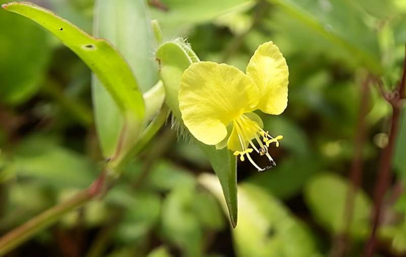 The common yellow commelina, one of the popular plants used to treat children. Credit: WikiCommons