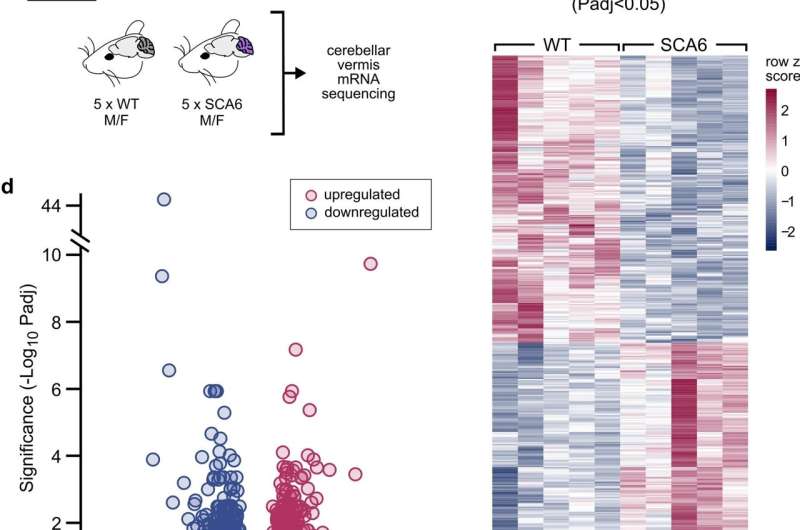 A promising discovery in a rare neurodegenerative disease