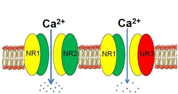 GluN3A knockout mouse: Alternative model for Alzheimer's neurodegeneration 