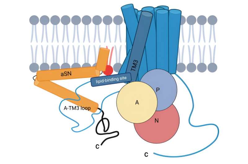 The dual role of well-known protein sheds light on Parkinson's disease mechanisms