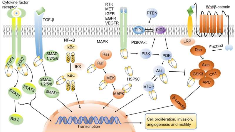 Heat shock protein 90: biological functions, diseases and therapeutic targets