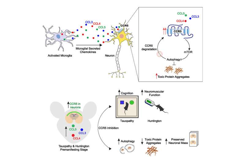 HIV drug helps protect against build-up of dementia-related proteins in mouse brains