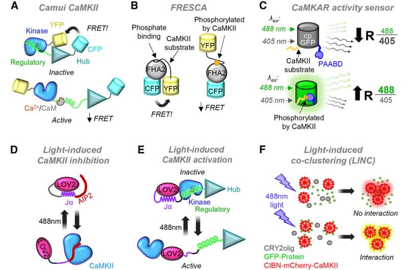 Researchers describe tools to better understand CaMKII, a protein involved in brain and heart disease