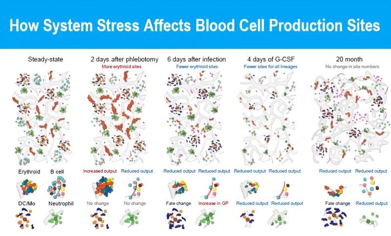 Skeleton-wide study of blood cell formation yields surprising findings