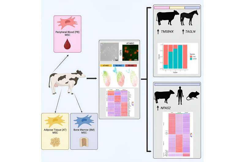 Examining the potential of the common bovine as a potential therapeutic research model