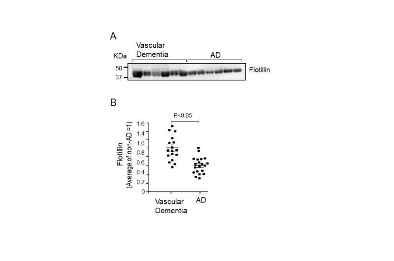 Flotillin is a novel diagnostic blood marker of Alzheimer's disease