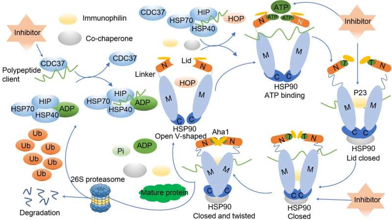 Team assesses biological functions, diseases and therapeutic targets of heat shock protein 90