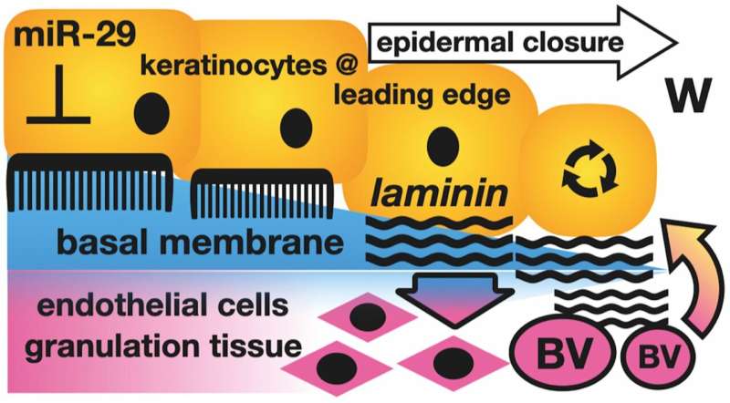 Deposition of laminin into wound bed contributes to blood vessel growth, which in turn, feeds normal skin regeneration. W—wound, BV—blood vessels. Credit: The American Journal of Pathology