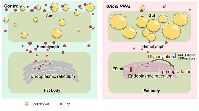 Working model for the role of dAcsl in the regulation of circulating lipoprotein level. Credit: Jie Li, Yue Dong, Tianxing Zhou, He Tian, Xiahe Huang, Yong Q Zhang, Yingchun Wang, Sin Man Lam, Guanghou Shui