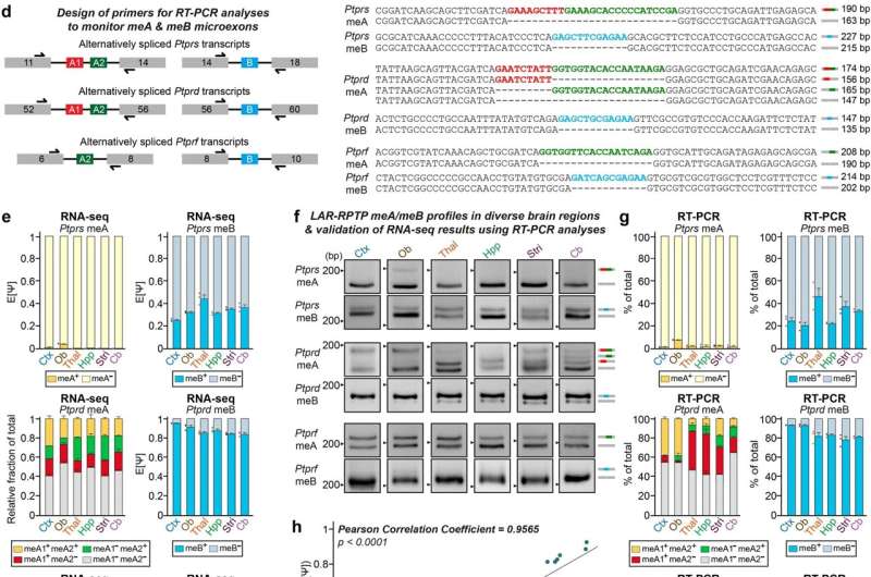 Revelation of the molecular code for constructing brain neural circuits