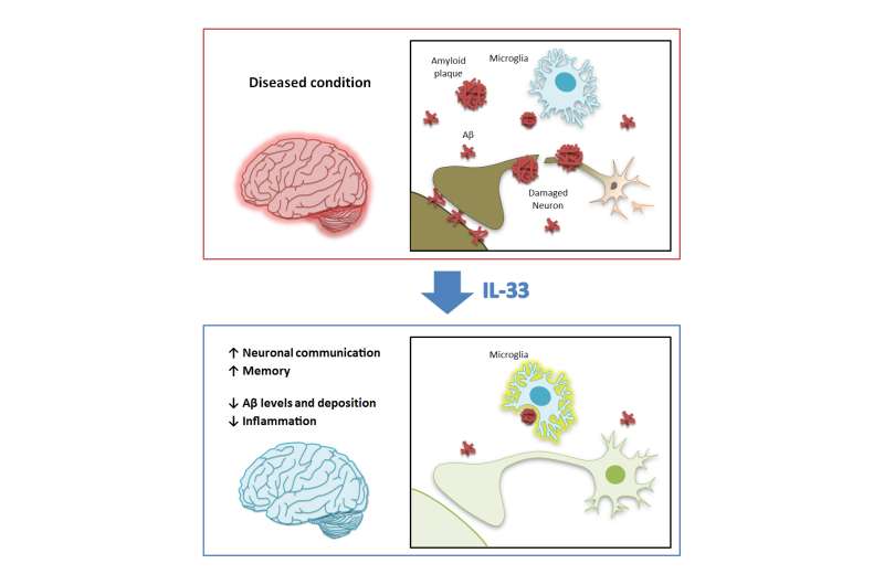 IL-33 ameliorates Alzheimer's-like pathology and cognitive decline 