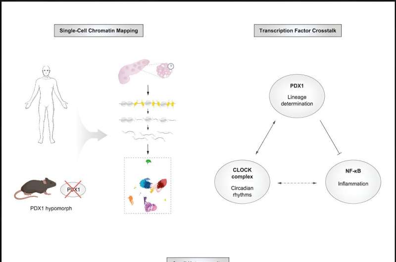 Credit: Cell Metabolism (2024). DOI: 10.1016/j.cmet.2023.11.018