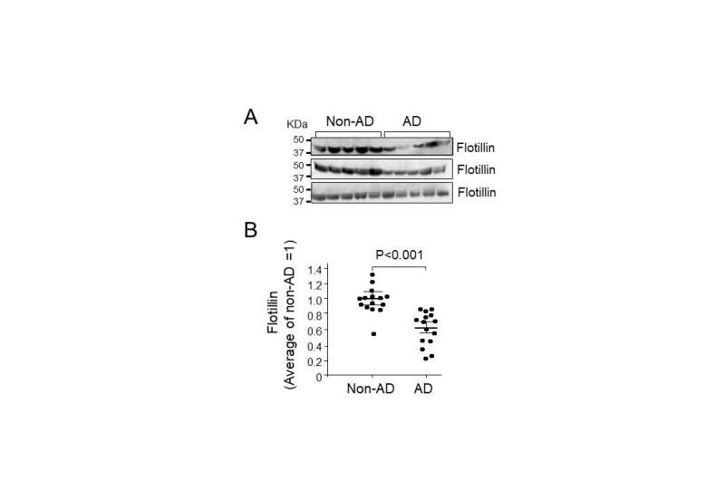 Flotillin is a novel diagnostic blood marker of Alzheimer's disease