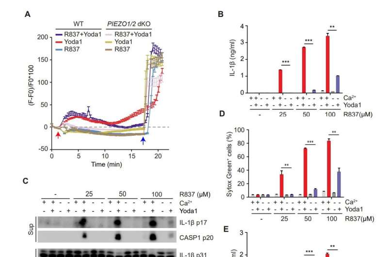 An infamous 'inflammasome'—a rogue protein complex—appears to underlie a rare and disabling autoimmune disorder