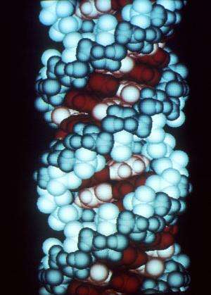 This is a computer graphic of an RNA molecule. Credit: Richard Feldmann/Wikipedia