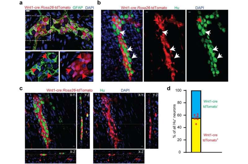 A gutsy move: New study challenges conventional wisdom about nerve cell origins of 'the second brain' 