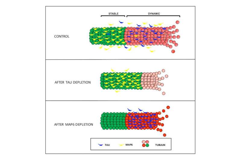 Study: Tau does not stabilize microtubules, challenges approach to treating Alzheimer's