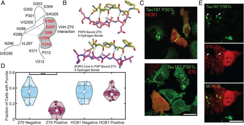 Researchers uncover a potential method for interrupting the misfolding of tau protein