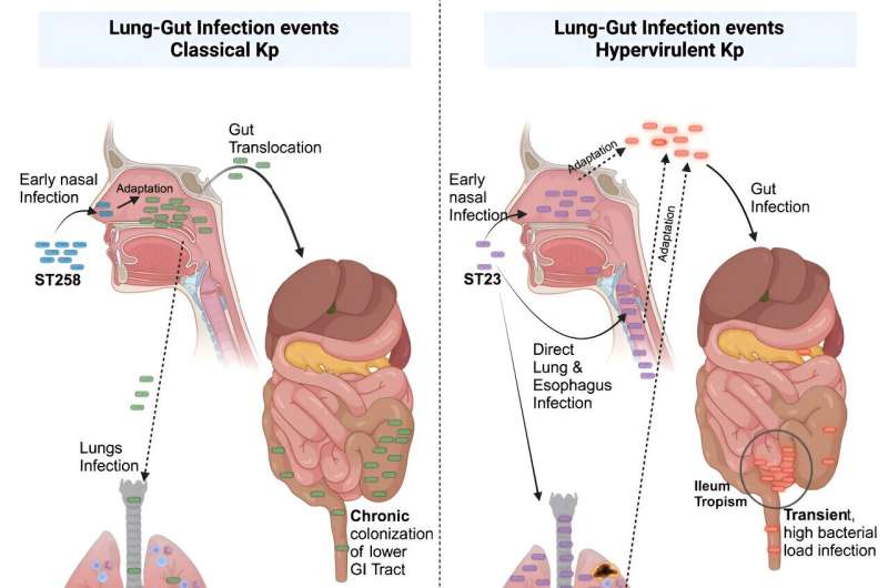 Novel pre-clinical models help advance therapeutic development for antibiotic-resistant bacterial infections