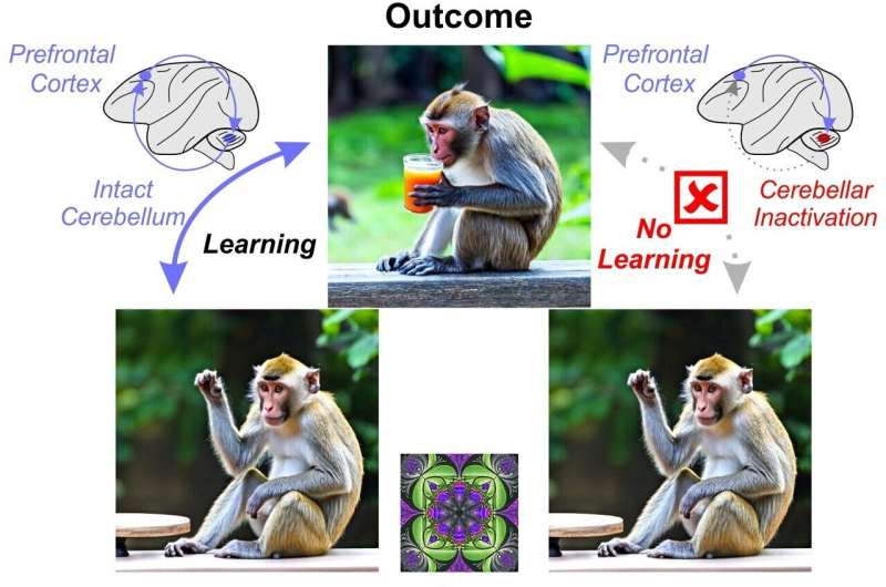 Study reveals that the brain's cerebellum can shape cognition