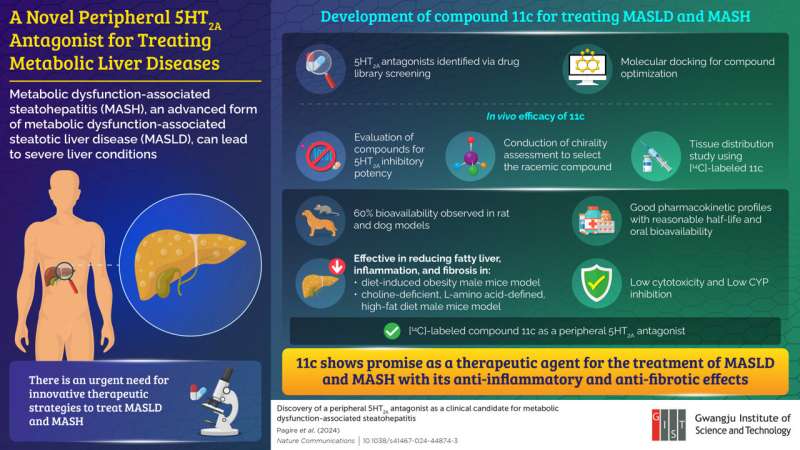 Gwangju Institute of Science and Technology researchers discover novel drug candidate to combat fatty liver disease