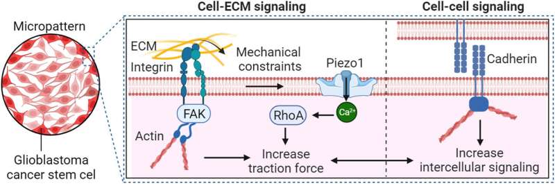 Mechanical constraints guide spatial pattern of glioblastoma cancer stem cells