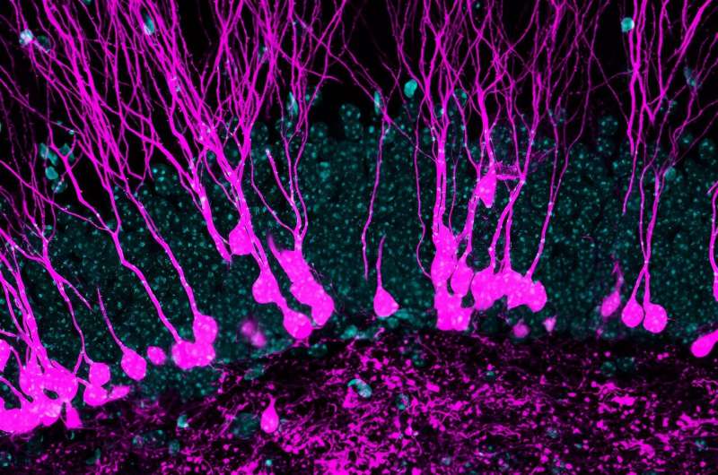 Fuelling nerve cell function and plasticity