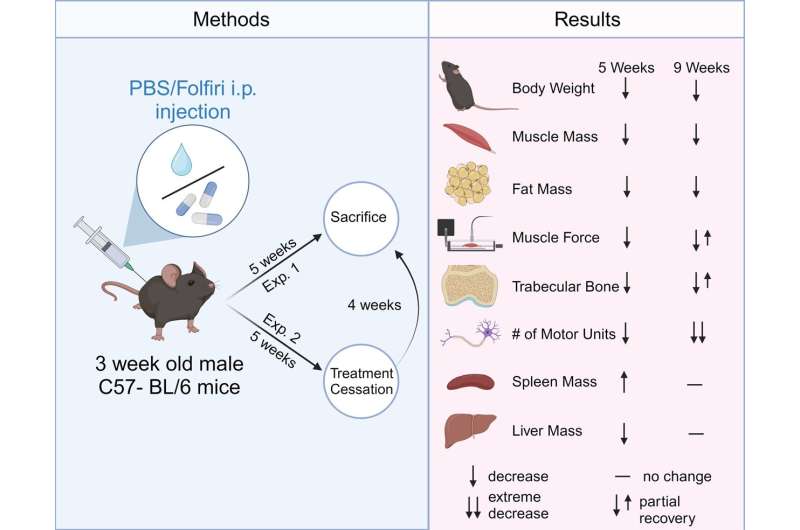 Chemotherapy in pediatric mice linked to long-term muscle defects