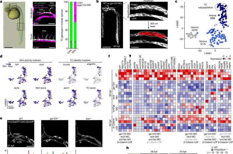 New research explains how brain blood vessels are formed