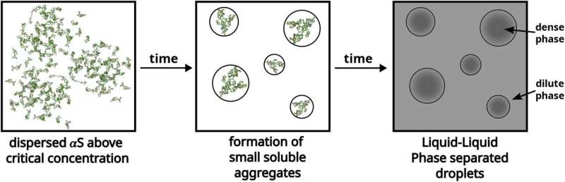 Simulations reveal mechanism behind protein build-up in Parkinson's disease