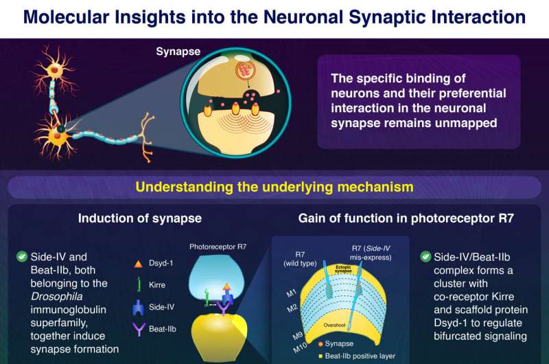 A molecular route to decoding synaptic specificity and nerve cell communication