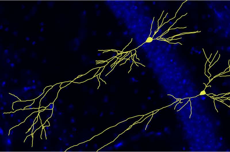 Alzheimer's protein APP regulates learning and social behavior in the healthy brain 