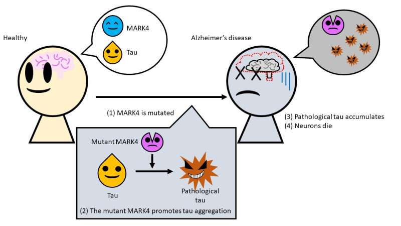 Cause of Alzheimer's disease traced to mutation in common enzyme 