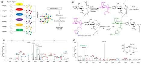 The molecular mechanisms of Alzheimer's 