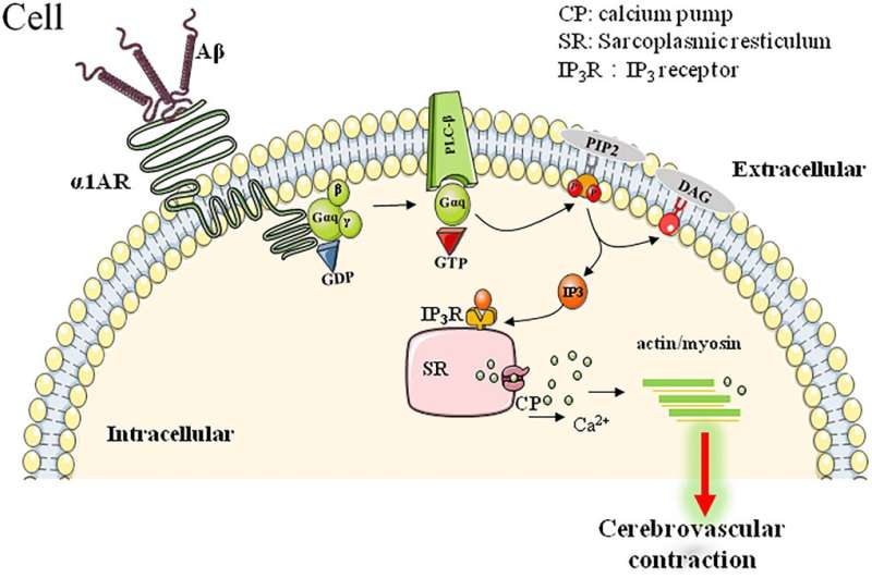 Cerebrovascular abnormalities in Alzheimer's disease: An adrenergic approach 