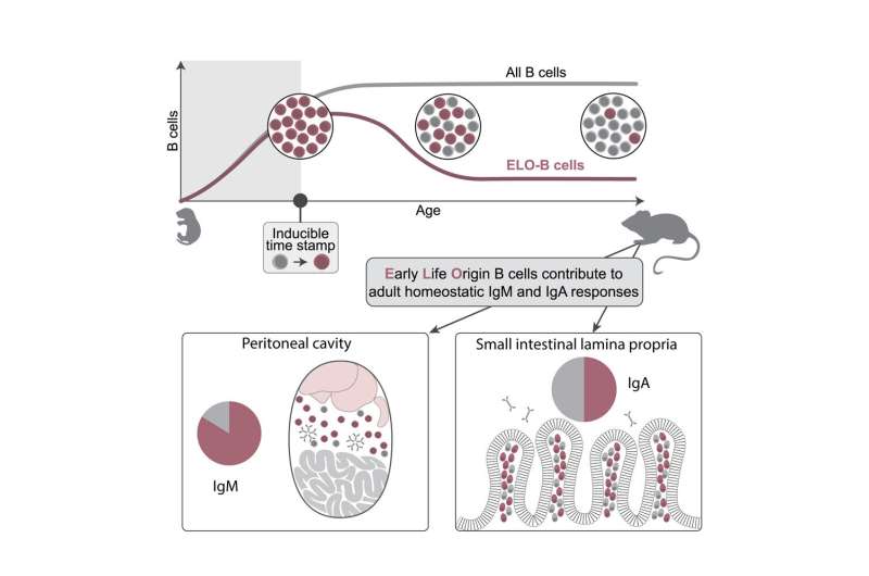 How B cells are programmed early in life can impact long-term immune health