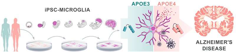 Alzheimer's disease risk gene APOE4 impairs function of brain immune cells 