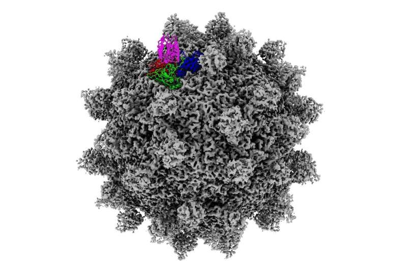 Anti-cancer virus fits tumor receptor like a 'key in a lock'