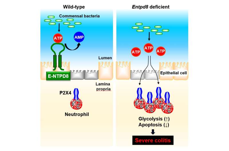 No more aggravation: ATP-hydrolyzing ectoenzyme E-NTPD8 attenuates colitis