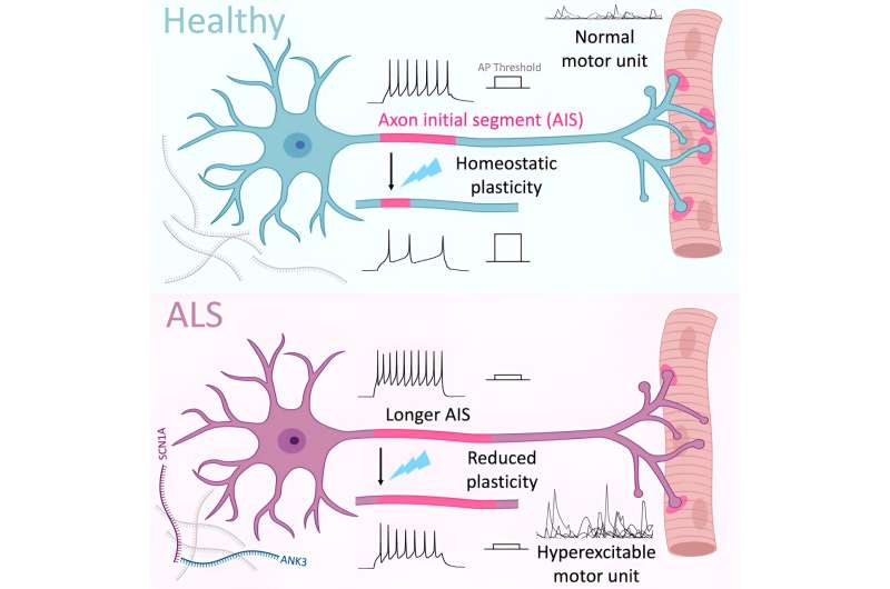 Credit: Cell Reports (2023). DOI: 10.1016/j.celrep.2023.113509