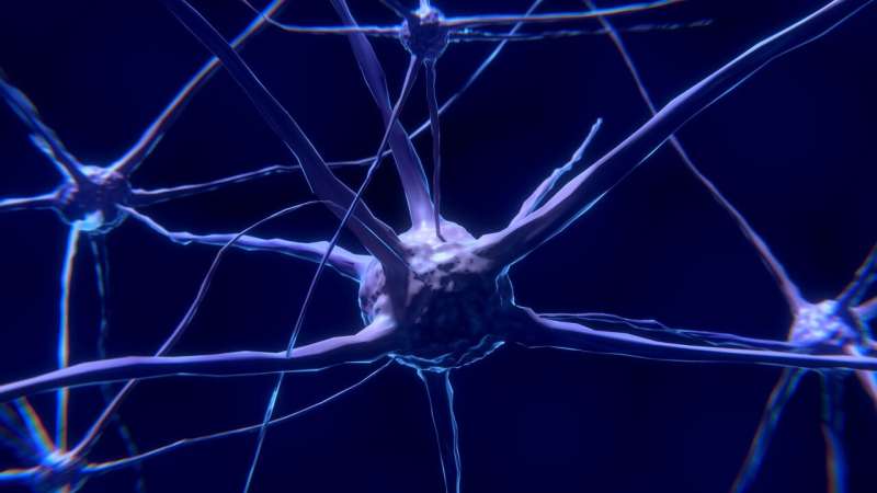 Donor motor neurons could restore muscle function in ALS