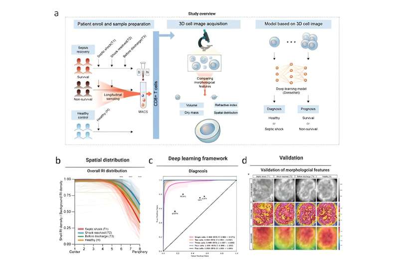 Three-dimensional label-free morphology of CD8+ T cells as a sepsis biomarker